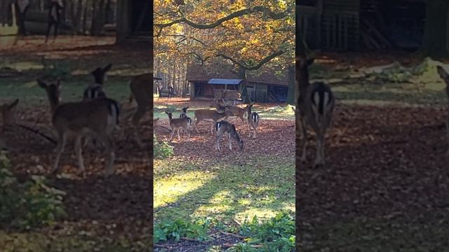 Олений рык. Самец олень строит своё стадо! #vlog #family #влоги #влог #nature #животные