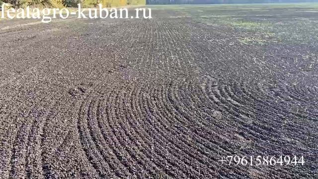 НаумАгро. Посевы рапса. Посевной комплекс FEATAGRO S-12000 в Агрохолдинге Васюринский