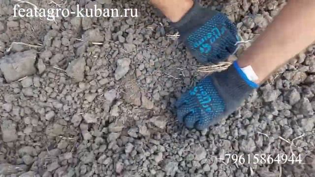 НаумАгро. Посевы пшеницы. Посевной комплекс L-9900 FeatAgro высев в лапу.