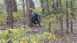 Если на вас напали хулиганы в лесу: реакция собаки