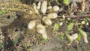 Выращивание арахиса в Воронежской области.