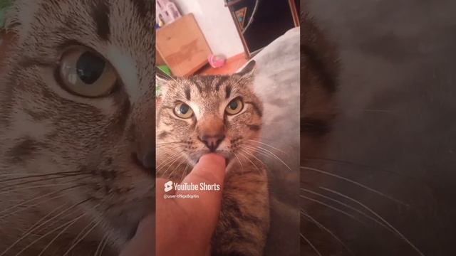 сосун смотреть онлайн