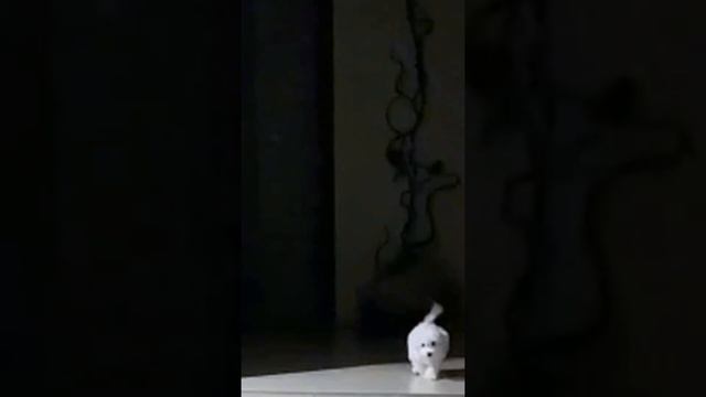 У собачки моих друзей прорезался голос!