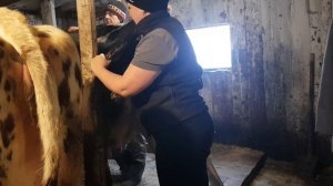 Стельная корова или нет? Ректальный метод определяем  Самостоятельно.