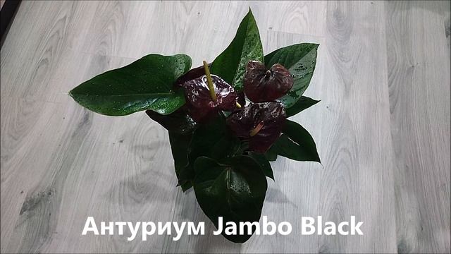 Антуриум Jambo Black (Джамбо Блэк) смотреть онлайн