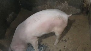 Лечение свиней пошло на пользу!
