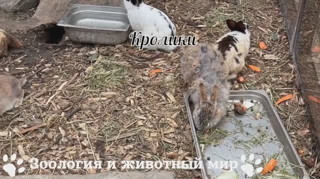 Кролики