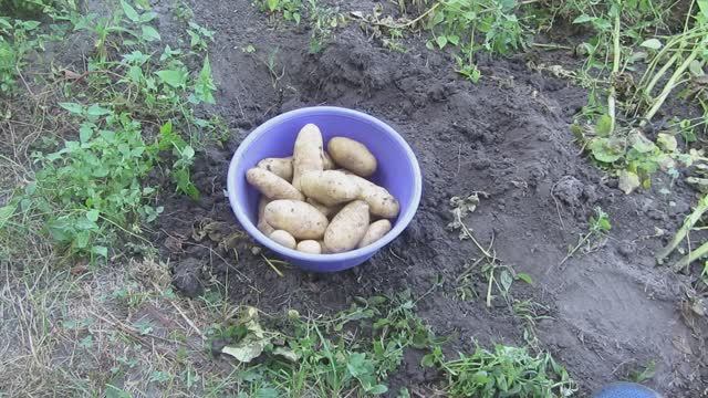 Урожай картофеля 2023 года! Сколько картофеля можно накопать с двух кустов!