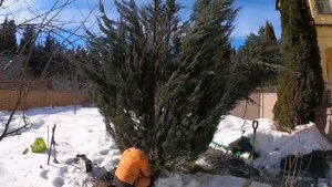 Проппинг - укрепление деревьев подпорками: установка систем стабилизации стволов деревьев каблинг