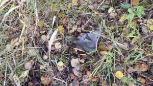 КОП ПО ВОЙНЕ! ВИЛКА ЛЮФТВАФФЕ и другое железо!