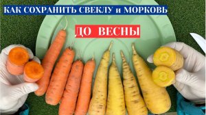 Как сохранить свеклу и морковь до нового сезона? Рецепт прост - не выкручивайте, а обрезайте ботву.