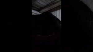 ^°^ВЛОГ^°^|Хочу купити GoPro??| Езда без седла|