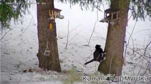 Четверо против кота Кардинала