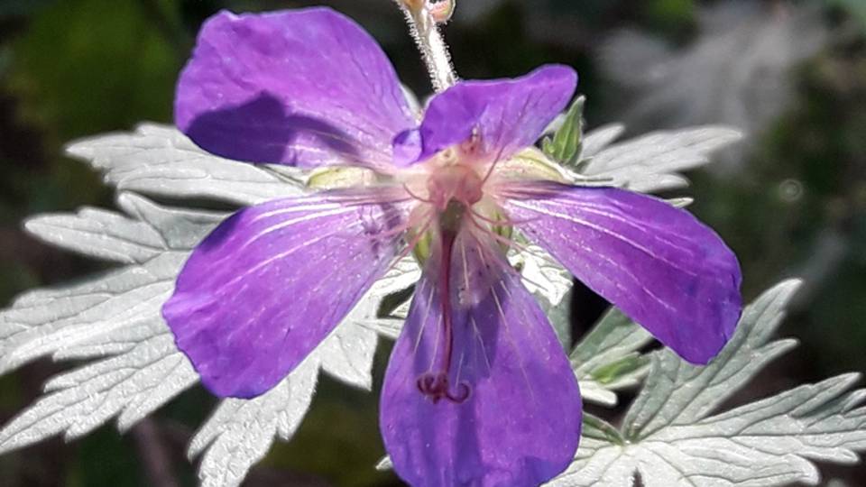 191. Журавельник луговой - Geranium pratense