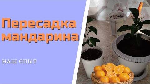 Пересадка мандарина выращиваем из косточки