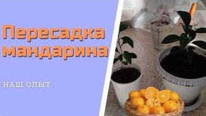 Пересадка мандарина выращиваем из косточки