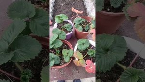 клещ и нематода на клубнике