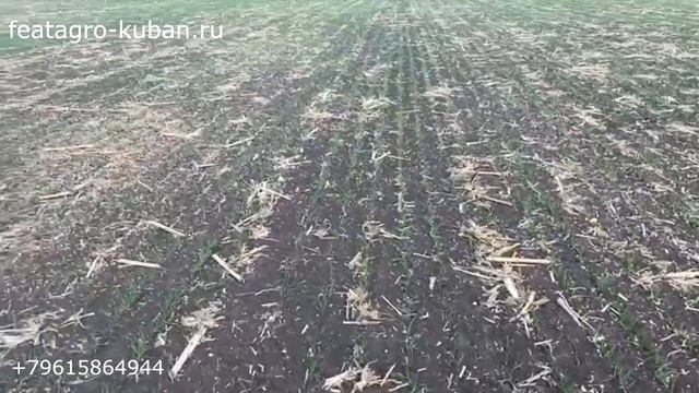 Всходы пшеницы. Нулевой посевной комплекс FeatAgro серии N-12000 (No-Till)