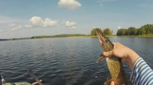 Рыбалка 2024 на перемёт ,на резинке-по Селигерски.Как правильно сделать,оснастить и поставить.