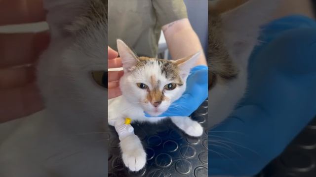 Житель Тюмени пожалел 40 тысяч рублей на лечение кошки и попытался её задушить смотреть онлайн