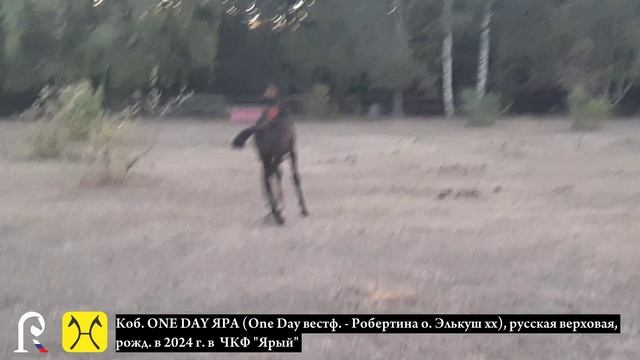 Коб. ONE DAY ЯРА (One Day вестф. - Робертина о. Элькуш хх), русская верховая, 2024 г.р.