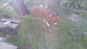 Весеннее обострение I Прощай наш Брут I Что теперь дальше?