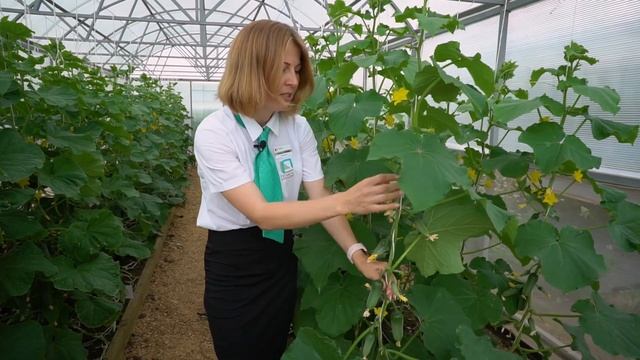 Лучшие урожайные сорта овощей и зелени для посадки в следующем сезоне. Селекция Агрофирмы Поиск.