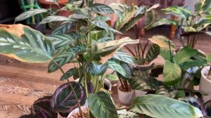 Коллекция калатей, стромант, кнентант, марант