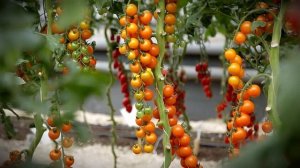 Томат Волшебная арфа F1. Обзор.