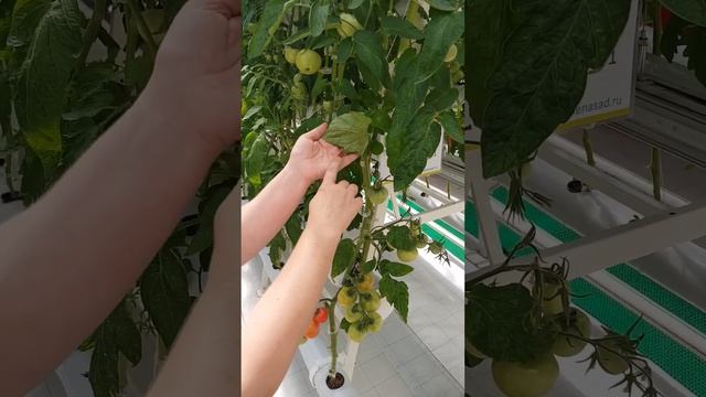 Фитофтороз. Как избавиться от фитофторы томатов. Лучший способ с фитофторой. Профилактика фитофторы.
