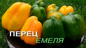 Перец сладкий ЕМЕЛЯ. Обзор сортов ПЕРЦЕВ!