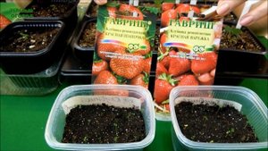 КАК ПОЛУЧИТЬ ЗДОРОВУЮ РАССАДУ КЛУБНИКИ! Советы от ЗЕЛЕНОГО ОГОРОДА!