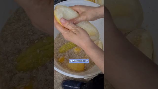 ЭТАЛОННОЕ качество семян огурцов. Селекция огурцов Агрофирмы ПОИСК.