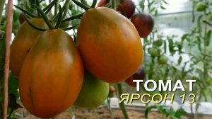 Томат ЯРСОН 13 ОХРИСТАЯ ГРУША. Обзор сортов ТОМАТОВ!