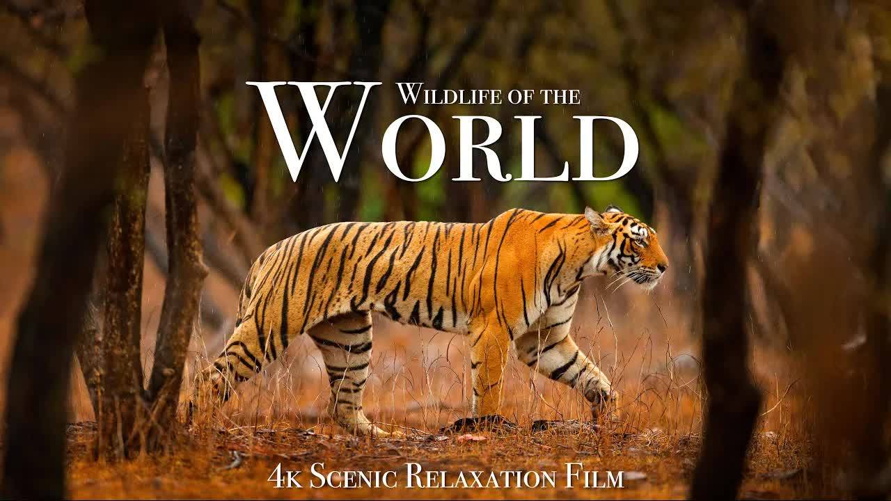 Wildlife of the World 4K - Scenic Animal Film With Inspiring Music