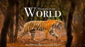 Wildlife of the World 4K - Scenic Animal Film With Inspiring Music