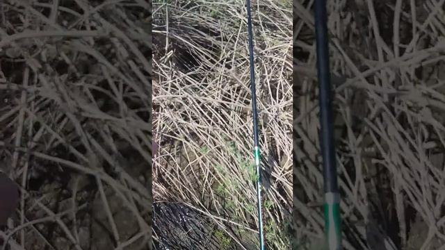 Нерест сазанов на Урале