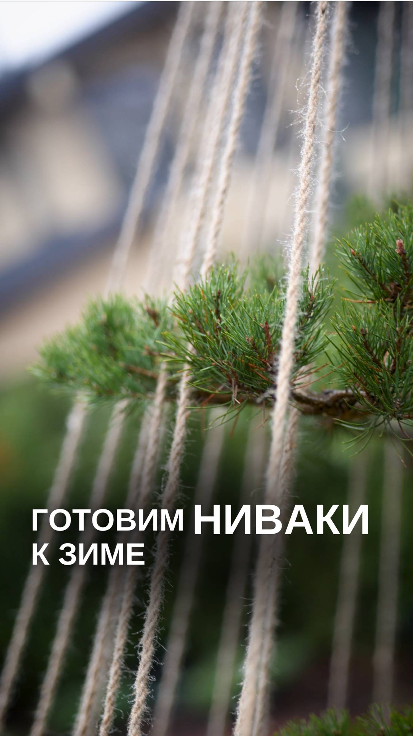 Готовим НИВАКИ к зиме #ландшафт #сад #ландшафтныйдизайн #ниваки #японскийсад