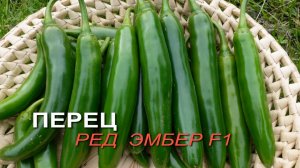 Перец острый РЕД ЭМБЕР F1. Обзор сортов ПЕРЦЕВ!