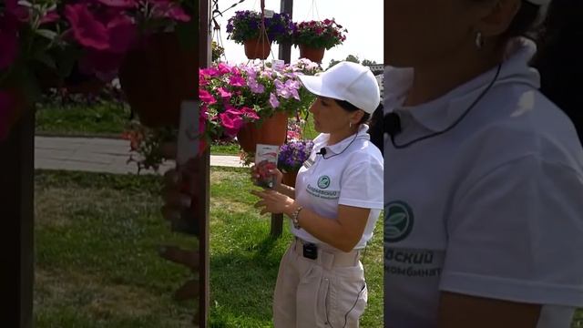 Ампельная петуния. Лучшие сорта ампельной петунии. Прищипка петунии.