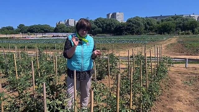 Подкормки томатов. Когда и чем подкармливать томаты после высадки в грунт.