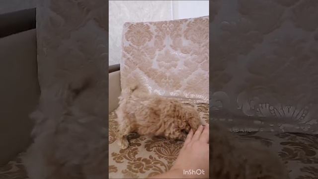 милый щеночек
