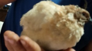 перепелята