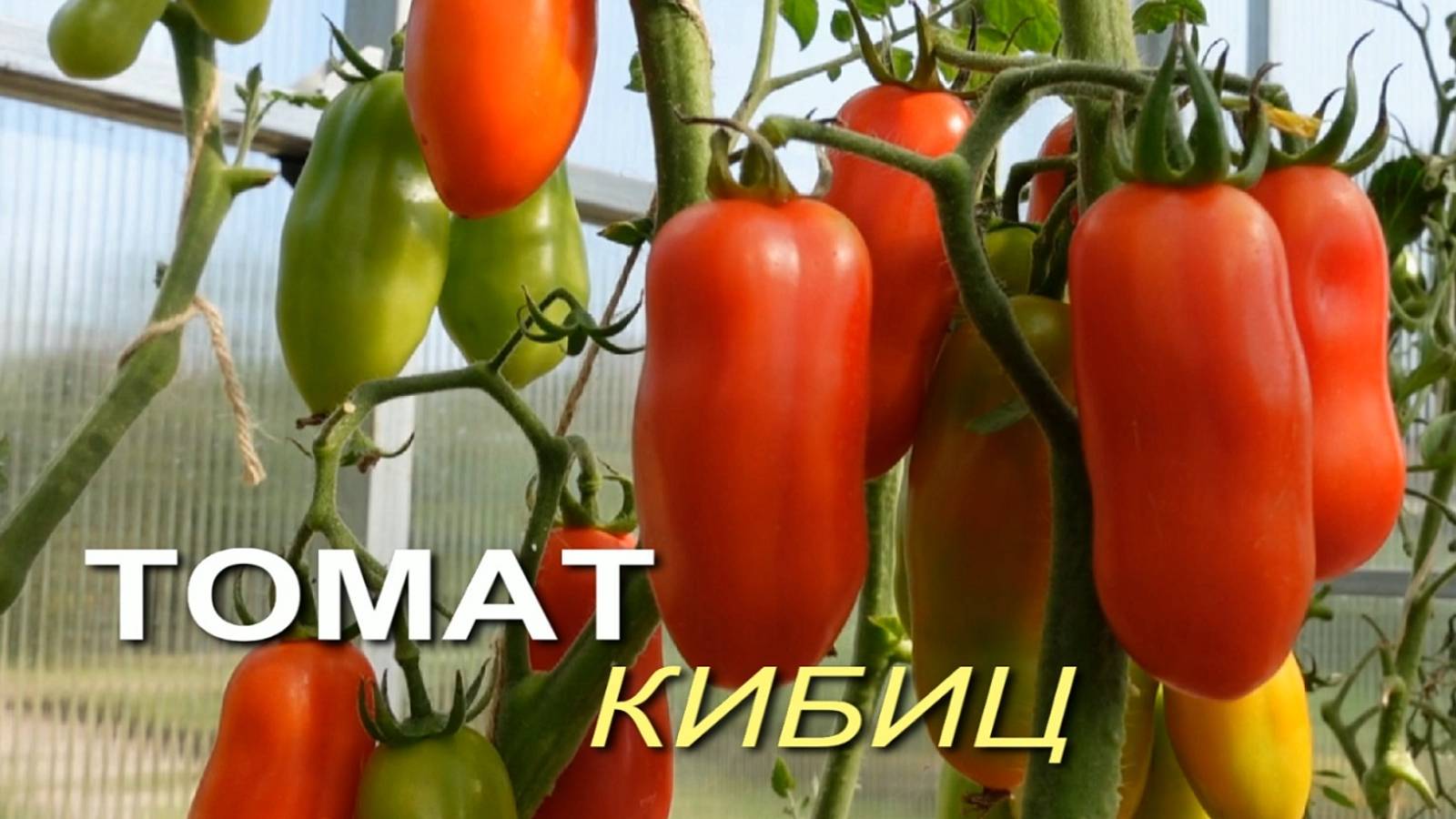 Томат КИБИЦ. Обзор сортов ТОМАТОВ!