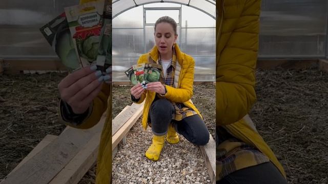 Посев капусты на рассаду не удается? Тогда посейте капусту сразу в теплицу!
