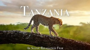 Tanzania & Serengeti 4K - Scenic Wildlife Film With African Music