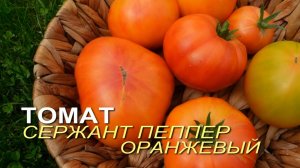 Томат СЕРЖАНТ ПЕППЕР ОРАНЖЕВЫЙ. Обзор сортов ТОМАТОВ!