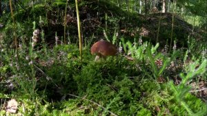 Белые грибы в еловом лесу