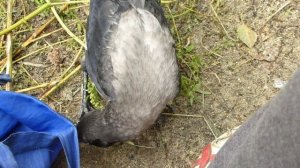 нападение ястреба