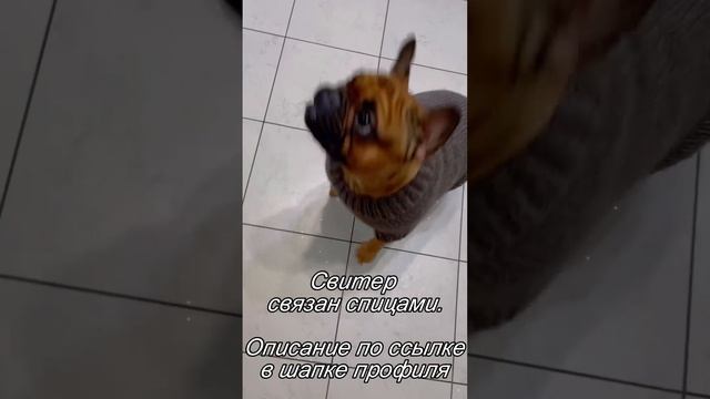 Описание свитера для собаки смотреть онлайн